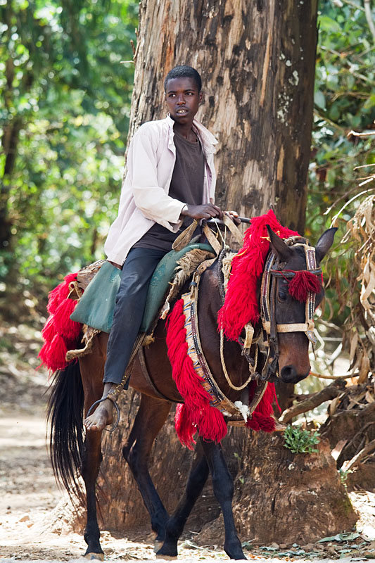 227   Gurage horse boy   Ethiopia